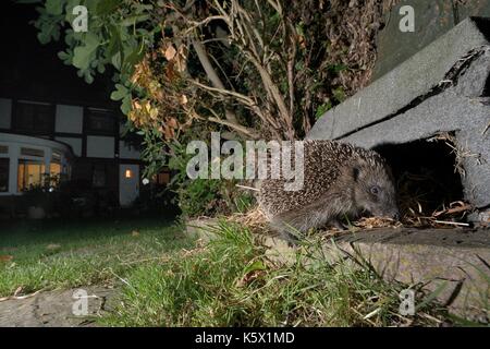 Igel (Erinaceus europaeus) über einen Igel Haus in der Nacht in einem Vorort Garten, Chippenham, Wiltshire, UK. Mit einer Kamera trap genommen. Stockfoto