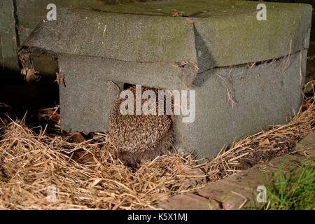 Igel (Erinaceus europaeus) Eingabe ein Igel Haus in der Nacht in einem Vorort Garten, Chippenham, Wiltshire, UK, August. Mit Fernbedienung für Kamera Stockfoto