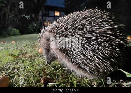 Igel (Erinaceus europaeus) Nahrungssuche auf einem Rasen in einem Vorort Garten bei Nacht, Chippenham, Wiltshire, UK, September. Mit einer entfernten Kamera genommen. Stockfoto