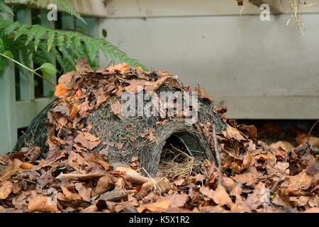 Igel Haus in einem Vorort Garten zusammen mit Stroh Betten und Blatt Wurf, Chippenham, Wiltshire, UK, August. Stockfoto