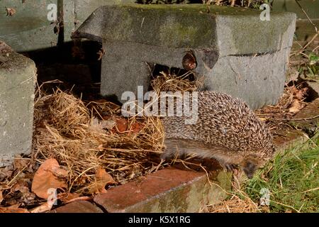 Igel (Erinaceus europaeus), ein Igel Haus in der Nacht in einem Vorort Garten, Chippenham, Wiltshire, UK. Mit Fernbedienung für Kamera Stockfoto