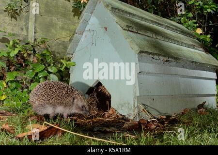 Igel (Erinaceus europaeus) Rückkehr zu einem Igel Haus in der Nacht in einem Vorort Garten, Chippenham, Wiltshire, UK. Mit einer Kamera trap genommen. Stockfoto