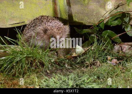 Igel (Erinaceus europaeus) Eingabe eines suburban Garden von der nächsten Tür Garten durch Zusammendrücken durch eine Lücke im Zaun in der Nacht. Stockfoto