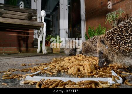 Drei Igel (Erinaceus europaeus) Fütterung auf Mehlwürmer und Haferflocken Links, die für Sie auf einer Terrasse, Chippenham, Wiltshire, UK, August. Mit einer Stockfoto