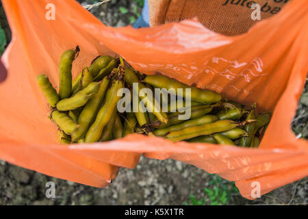 Eine Frau, die eine Tasche von frisch Puffbohnen (Vicia faba, fava Bohnen), Shropshire, Großbritannien abgeholt Stockfoto