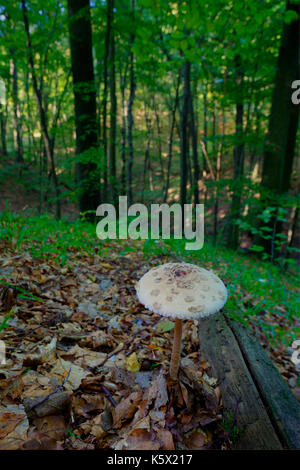Der Sonnenschirm Pilz im Wald Stockfoto