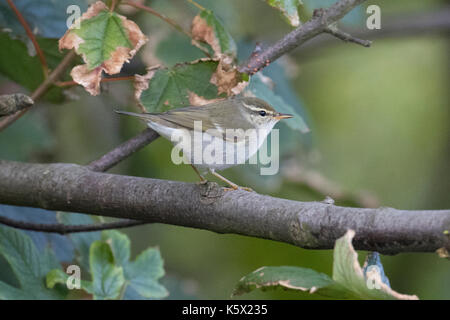 Arktis Laubsänger (Phylloscopus borealis), Quendale, Shetlandinseln, Schottland, UK, September 2016 Stockfoto