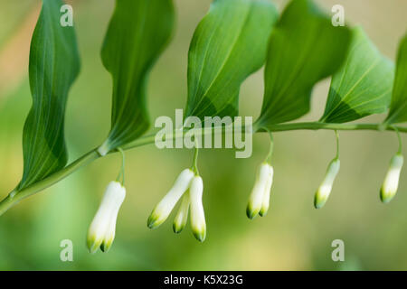 Bell odoratum (eckig Salomo Dichtung oder duftenden Salomos Siegel). Stockfoto