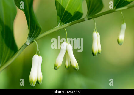 Blume der Bell odoratum, als eckige Salomo Dichtung oder duftenden Salomos Siegel bekannt Stockfoto