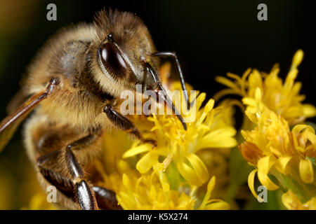 Europäischen Honig Biene auf der Blume Stockfoto