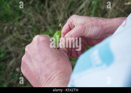 Frau Hülsen eine frisch gepflückte Dicke Bohne (Vicia faba, Fava bean), um die Reife zu überprüfen. Großbritannien Stockfoto