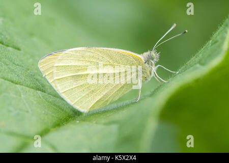 Kleine weiße (Pieris rapae) Schmetterling auf Blatt. Insekt in der Familie Pieridae sitzen mit geschlossenen Flügeln, im Profil Stockfoto