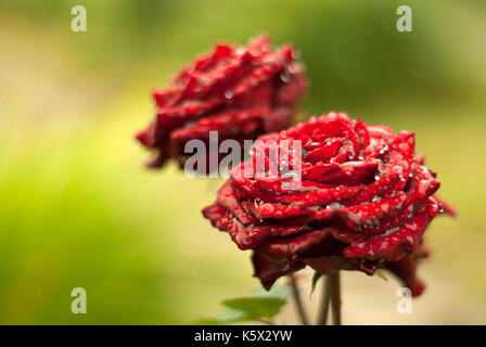 Zwei helle rote Rosen, bedeckt mit Regen fällt, im Garten. Unscharfer Hintergrund. Stockfoto