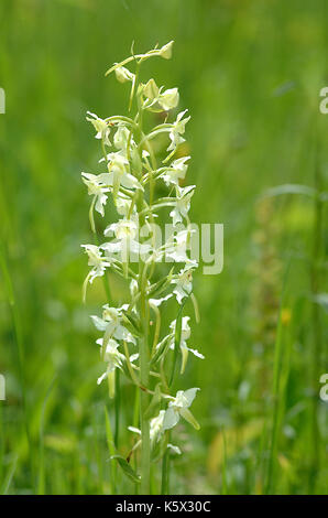 Butterfly Orchid Flower (platanthera Chlorantha) Stockfoto