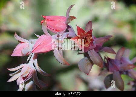 Nahaufnahme der Blüten einer Echeveria hybrid "Perle von Nürnberg". Stockfoto