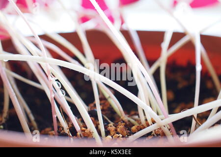 In der Nähe von Frisch bewässerten Böden und die Weißen Stängel von einem roten Oxalis Triangularis in einem Blumentopf. Stockfoto