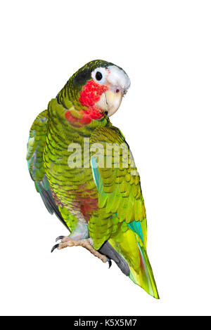 Die kubanische amazon Papagei (Amazona leucocephala) auf weißem Hintergrund Stockfoto