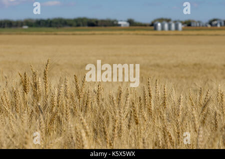 Im Vordergrund stehende Getreide warten geerntet zu werden. Stockfoto