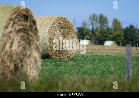 Gelbe runde Heuballen warten in einem grünen Feld für Überwinterung abgeholt werden Stockfoto