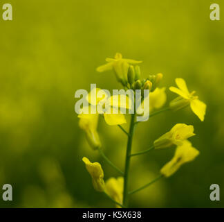 Leuchtend gelbe Raps Pflanzen blühen im Feld eines Bauern im zentralen Alberta, Kanada Stockfoto