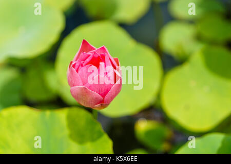 Pink Lotus bud, bereit zu blühen Stockfoto