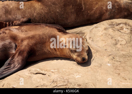 Mama und pup Kalifornische Seelöwe zalophus californianus auf den Felsen von La Jolla Cove in Südkalifornien Stockfoto