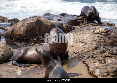 Mama und pup Kalifornische Seelöwe zalophus californianus auf den Felsen von La Jolla Cove in Südkalifornien Stockfoto