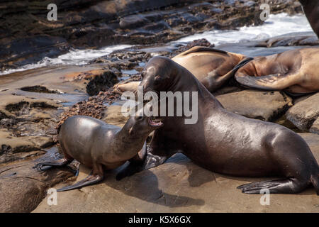 Mama und pup Kalifornische Seelöwe zalophus californianus auf den Felsen von La Jolla Cove in Südkalifornien Stockfoto