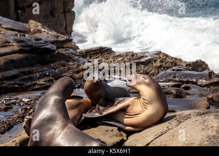 Mama und pup Kalifornische Seelöwe zalophus californianus auf den Felsen von La Jolla Cove in Südkalifornien Stockfoto