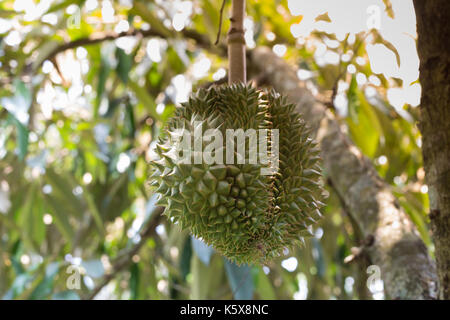 Frische durian auf den Baum im Garten Stockfoto