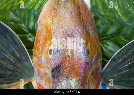 Big Red Snapper Triglidae. Stockfoto