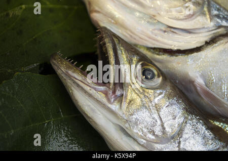 Frischer Seehecht fischen. Merluccius merluccius Stockfoto