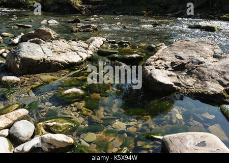 Wasser Bach fließt durch Felsen und Pfütze mit Felsen in grüne Algen bedeckt Stockfoto