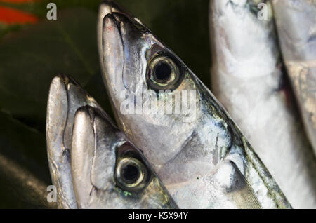frische Makrelen Stockfoto