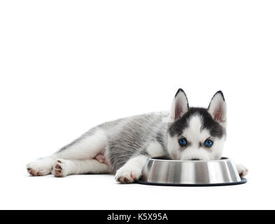 Husky Welpen aus einer Schüssel Essen Stockfoto