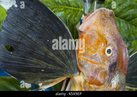 Big Red Snapper Triglidae. Stockfoto