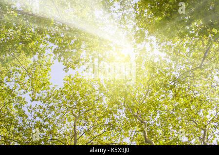 Warme Sonnenstrahlen brechen durch die Baumkronen im Frühjahr Stockfoto