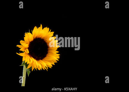 Sonnenblume vor einem schwarzen Hintergrund. Stockfoto