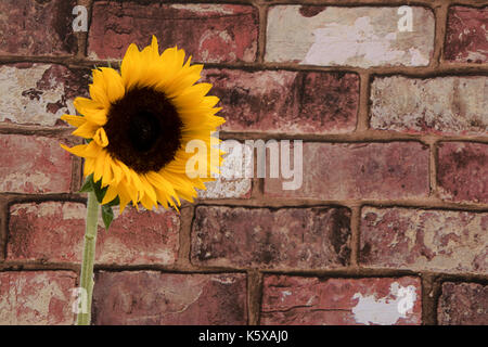 Sonnenblume gegen rote Steine. Stockfoto