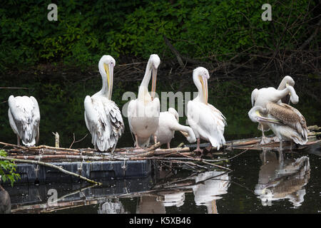 Gruppe Great White Pelican sitzt auf einem Log in den See Stockfoto