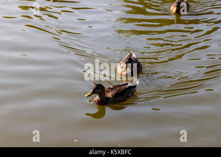 Paar Stockenten schwimmen Stockfoto