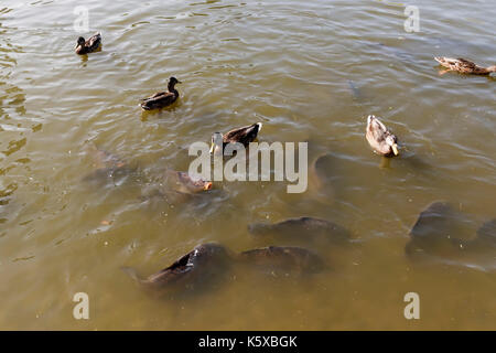 Enten und große Karpfen im Teich Stockfoto