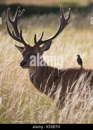 Ein schöner Red Deer Stag in Richtung der Kamera mit ein Spatz auf seinem Rücken. Bushy Park, London, UK. Stockfoto