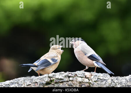 Eine weibliche eurasischen Gimpel (Pyrrhula pyrrhula) Ernährung eine hungrige Kinder Gimpel auf einer hölzernen Filiale in einem Vorort Garten, Coventry, Großbritannien thront. Stockfoto