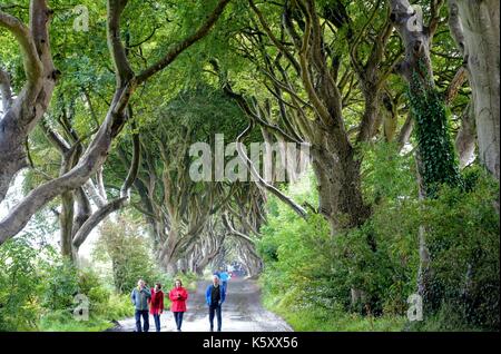 Ballymoney, Nordirland. 11. September 2017. Spiel der Throne Fans sind nicht durch die nassen und stürmischen Wetter, wie Sie die dunklen Hecken auf Bregagh Rd, Balleymoney, Antrim, Nordirland, eine Allee von zweihundert Jahre alte Buche in der HBO-TV-Serie in der Nähe von gracehill Haus gesehen. Photo Credit: Mick Flynn/Alamy leben Nachrichten Stockfoto