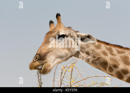 Namiba's Giraffe im Etosha Nationalpark Stockfoto