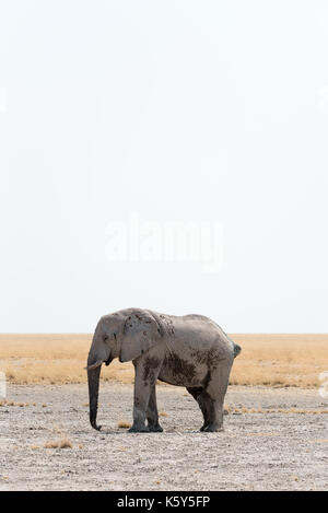 Elefant im Etosha Nationalpark in Namibia Stockfoto