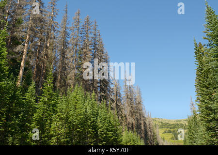 Fichte Bäume beschädigt und durch Käfer Fichte getötet, Dendroctonus rufipennis, Rocky Mountain National Park, Colorado Stockfoto