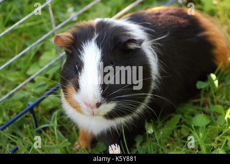 Meerschweinchen in Gras unter einem Draht fechten in einem Garten Stockfoto