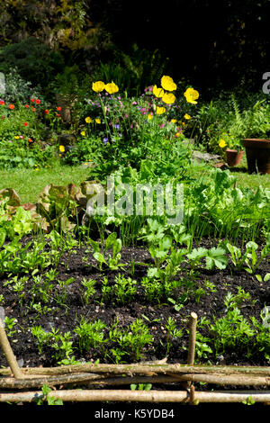 Kleines Land Gemüsegarten wachsen Karotten und Salat Sämlinge & gelb Waliser Mohnblumen im Frühjahr in rural Carmarthenshire Wales UK KATHY DEWITT Stockfoto